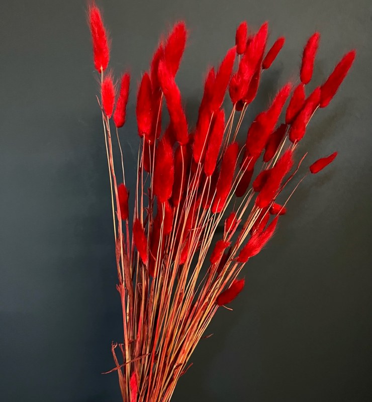 Picture of Lagurus Dried Red 50g